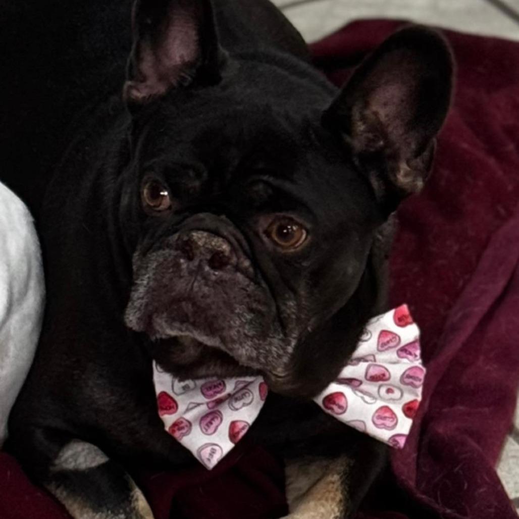 Wellington, Adoptable, Adult Male French Bulldog.