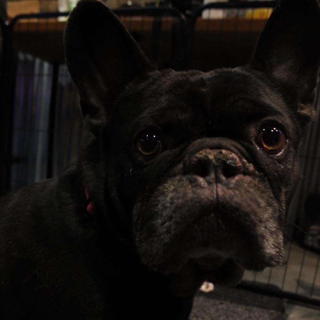 Wellington, a Adoptable French Bulldog in Huber Heights, OH image 3/6