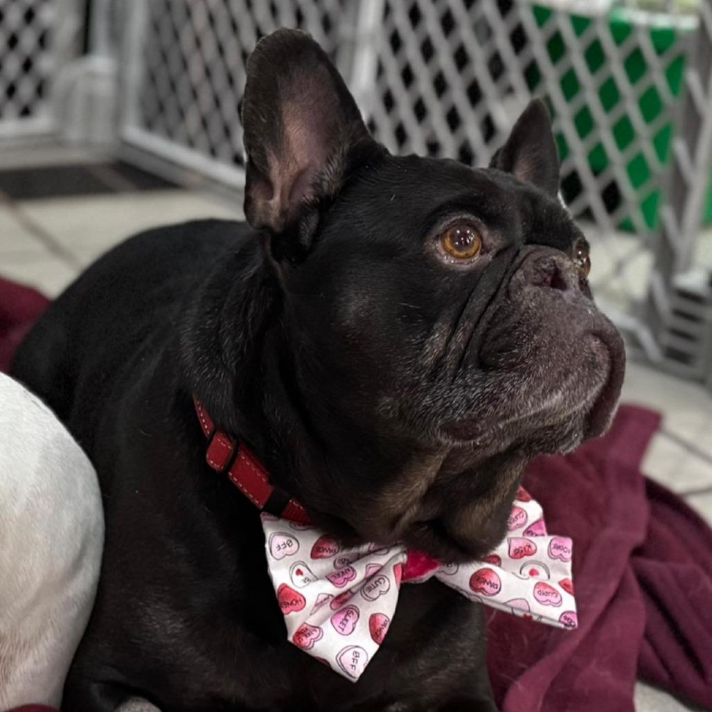 Wellington, a Adoptable French Bulldog in Huber Heights, OH image 4/6