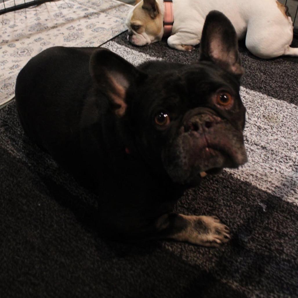 Wellington, a Adoptable French Bulldog in Huber Heights, OH image 5/6
