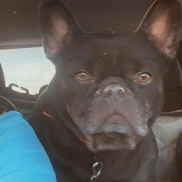 Wellington, a Adoptable French Bulldog in Huber Heights, OH image 6/6