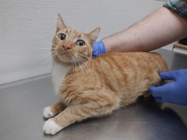 THOMAS, Adoptable, Senior Male Domestic Short Hair.