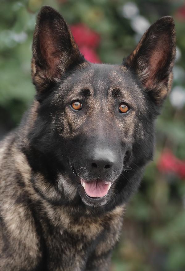 Enlarge *Toffee von Themar, an adopted German Shepherd Dog in Los Angeles, CA image 1/1