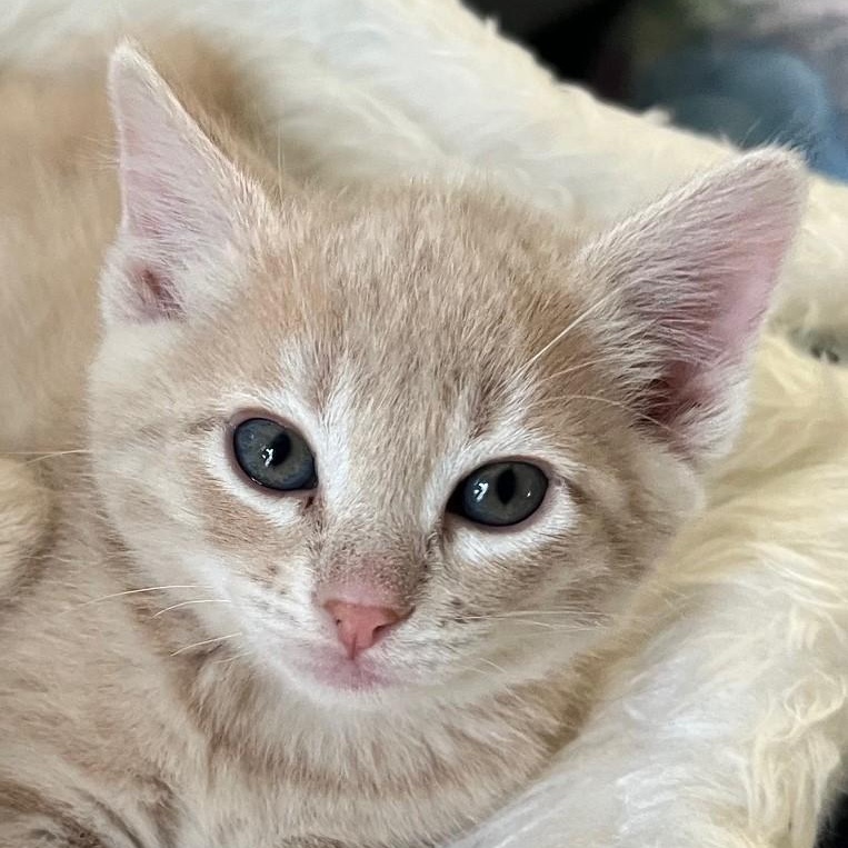 Toast, an adopted Domestic Short Hair in Eureka, CA image 1/4