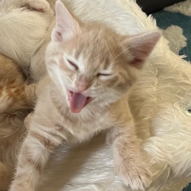 Toast, an adopted Domestic Short Hair in Eureka, CA image 4/4