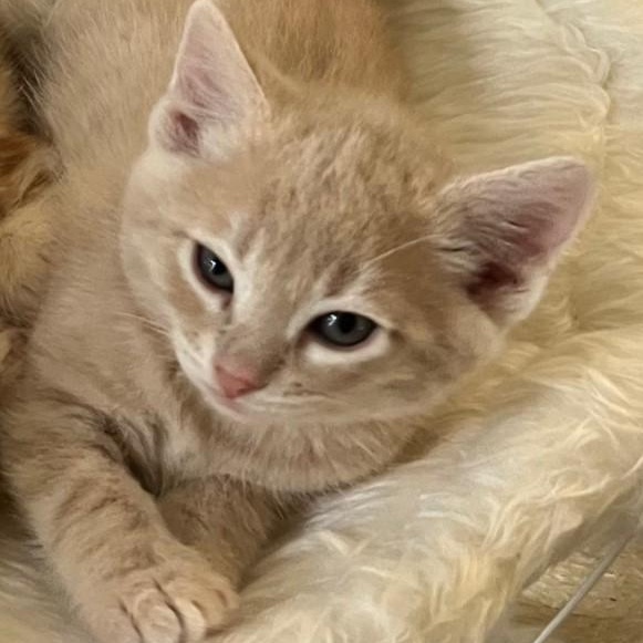 Toast, an adopted Domestic Short Hair in Eureka, CA image 2/4