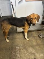 Enlarge Sawyer, a ADOPTABLE Hound in Georgetown, SC image 1/1