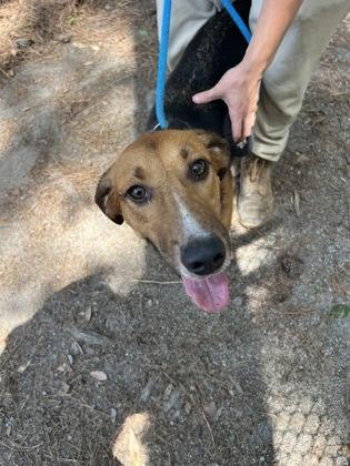 Sawyer, ADOPTABLE, Young Male Hound.