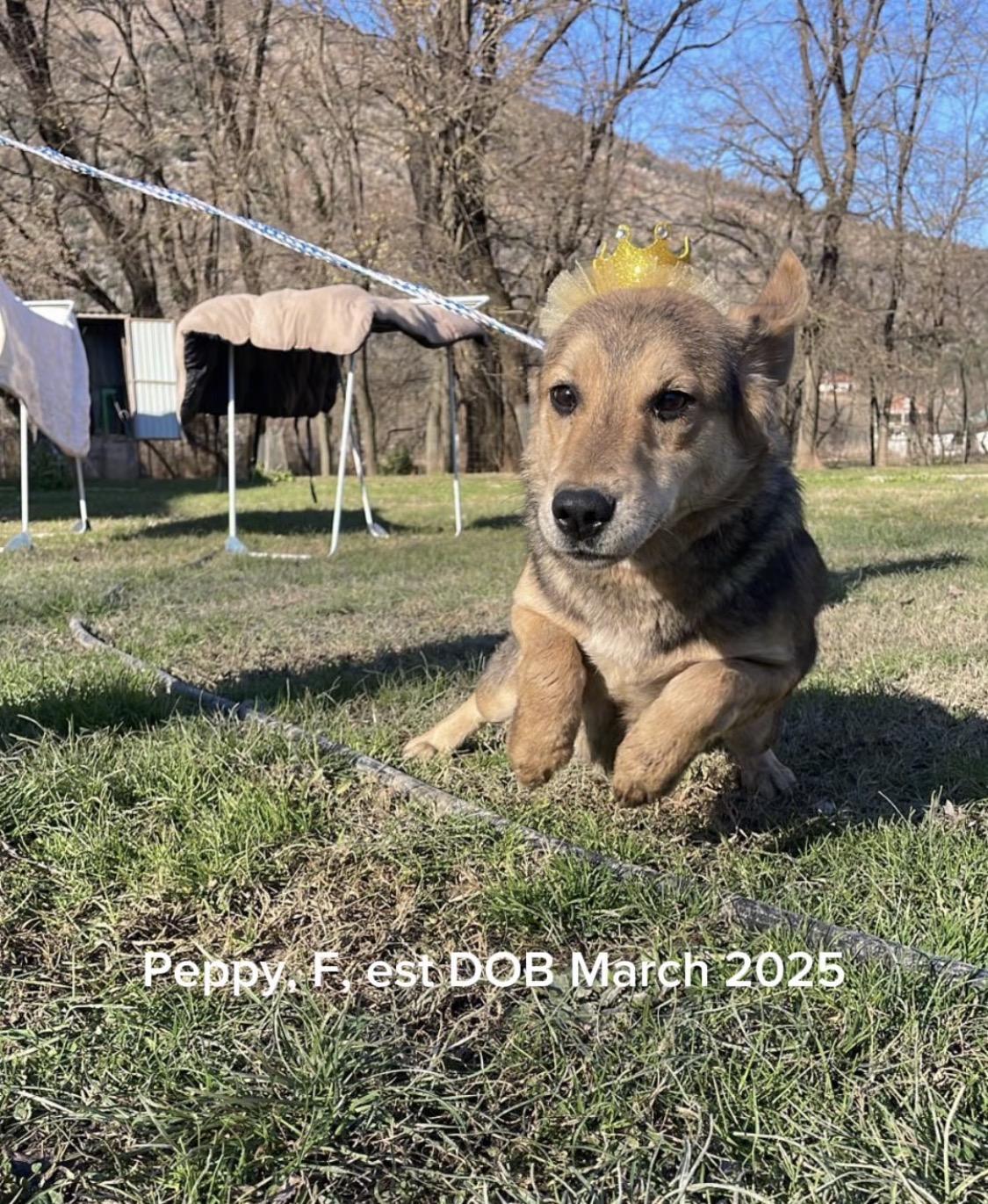 Enlarge Peppy, an adopted mixed breed in Shrewsbury, MA image 3/3