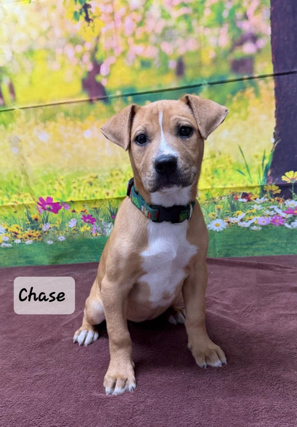 Chase, adopted, Puppy Female Mixed Breed.