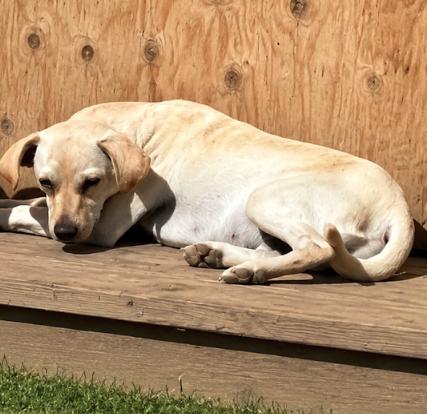 Enlarge Monkey, a ADOPTABLE mixed breed in Colville , WA image 2/2