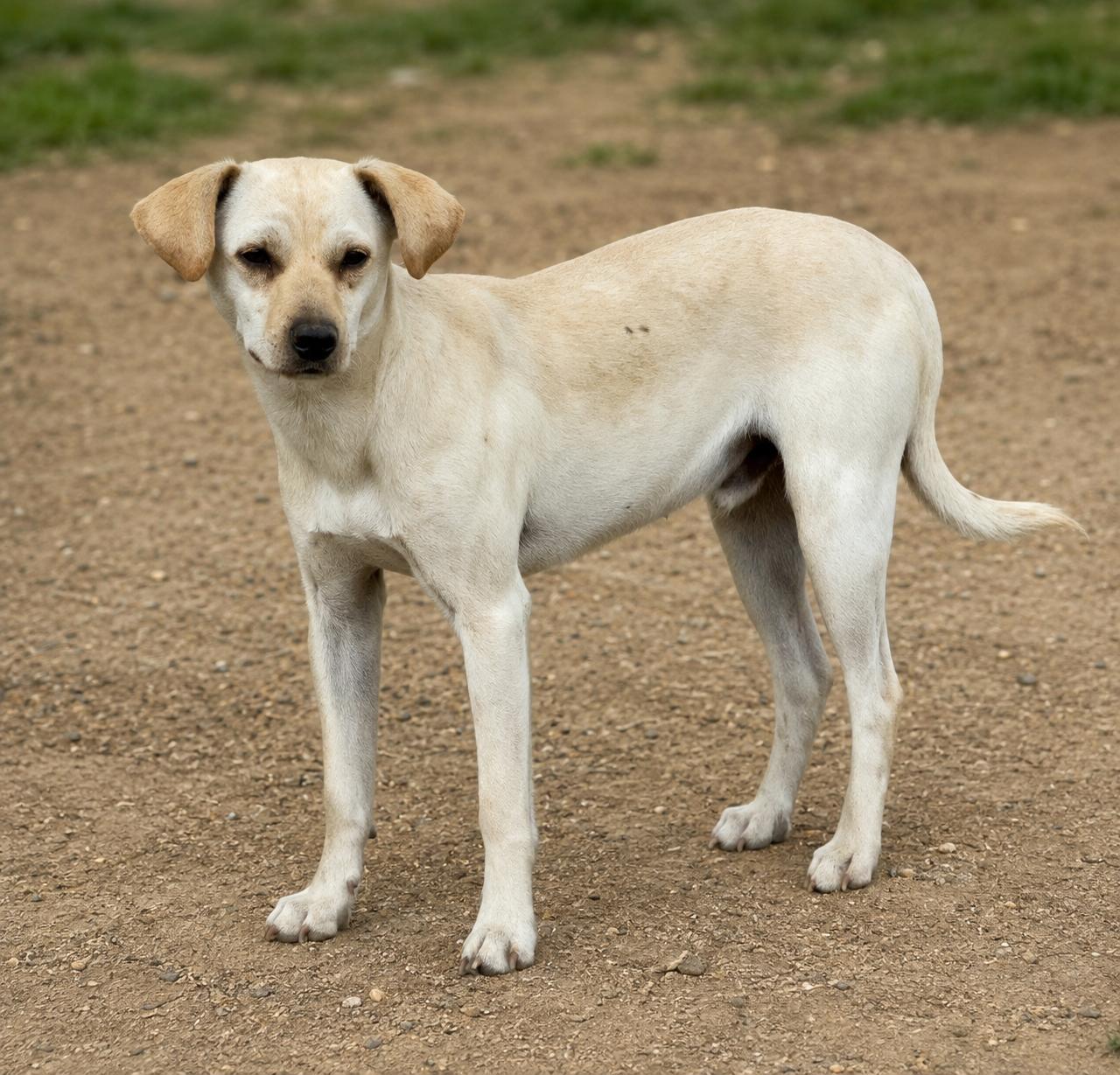 Monkey, ADOPTABLE, Young Male Chihuahua.