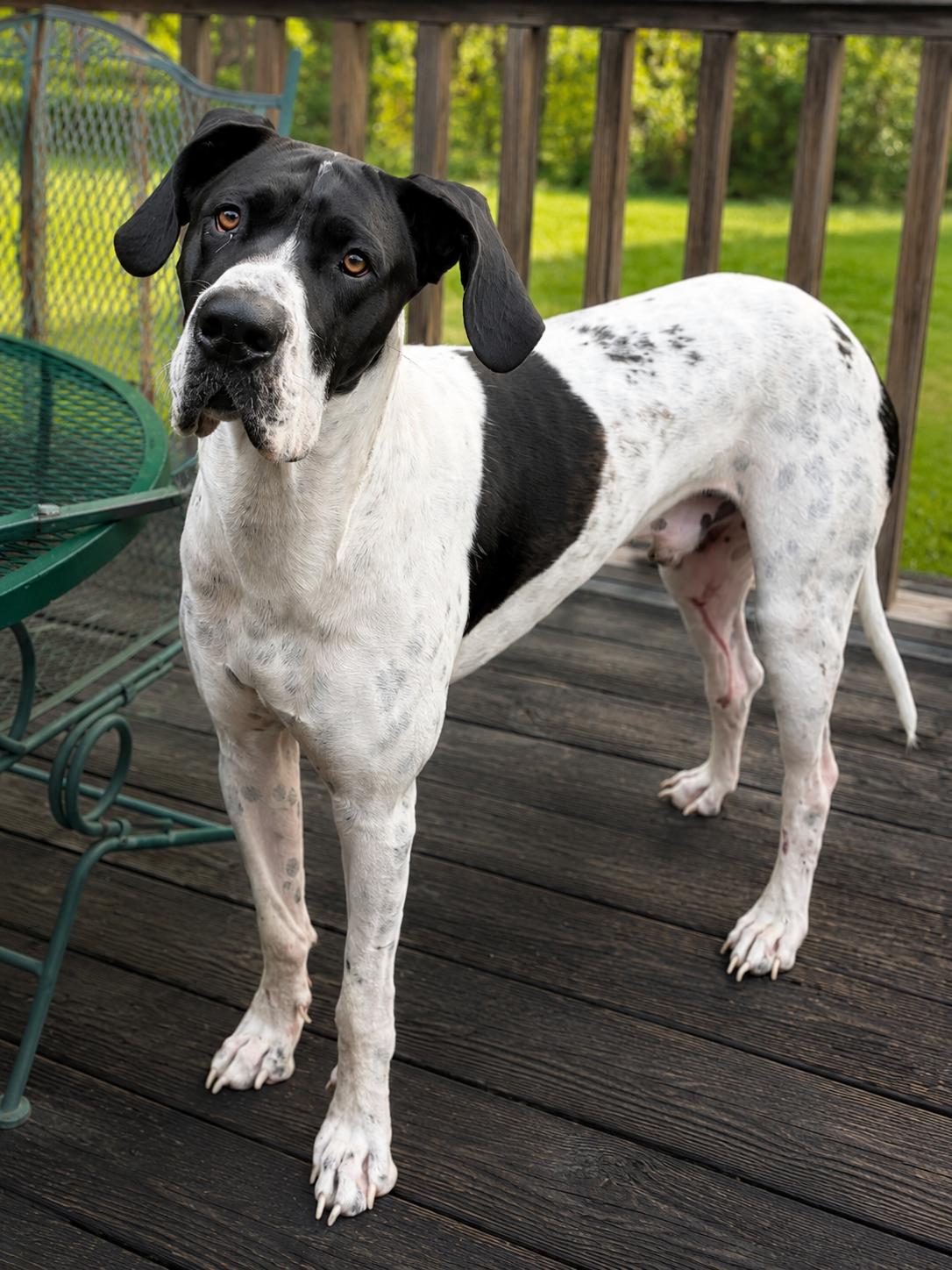 MAJOR, a Adopted Great Dane in Franklin, TN image 1/3