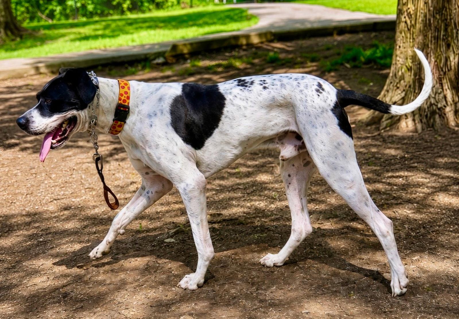 MAJOR, a Adopted Great Dane in Franklin, TN image 2/3