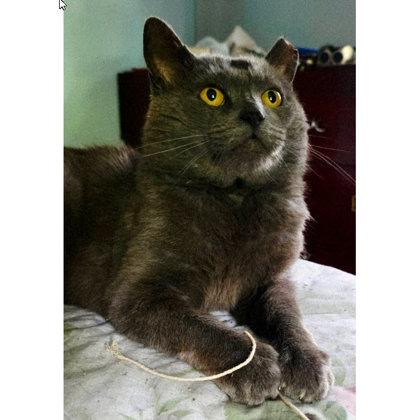 Jonathan Tainter FIV+, Adoptable, Adult Male Domestic Short Hair & Domestic Short Hair.