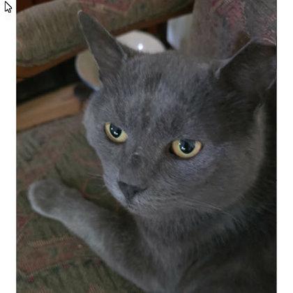 Jonathan Tainter FIV+, Adoptable, Adult Male Domestic Short Hair & Domestic Short Hair.