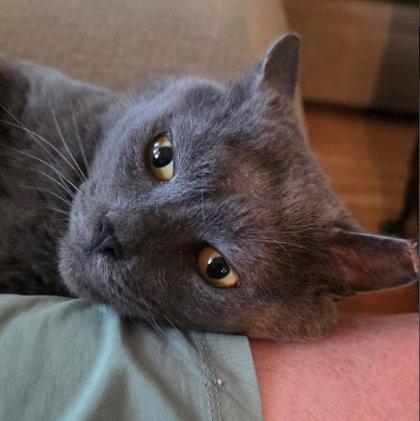 Enlarge Jonathan Tainter FIV+, a Adoptable mixed breed in Hudson, MA image 3/3