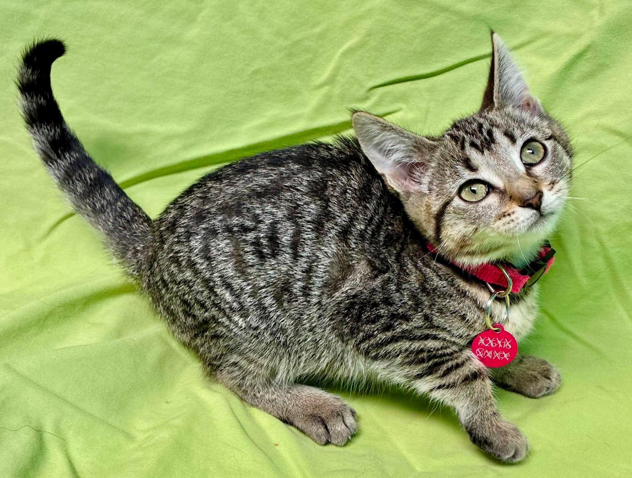 Enlarge Carrot, a Adoptable Domestic Short Hair in Alexandria, MN image 3/3