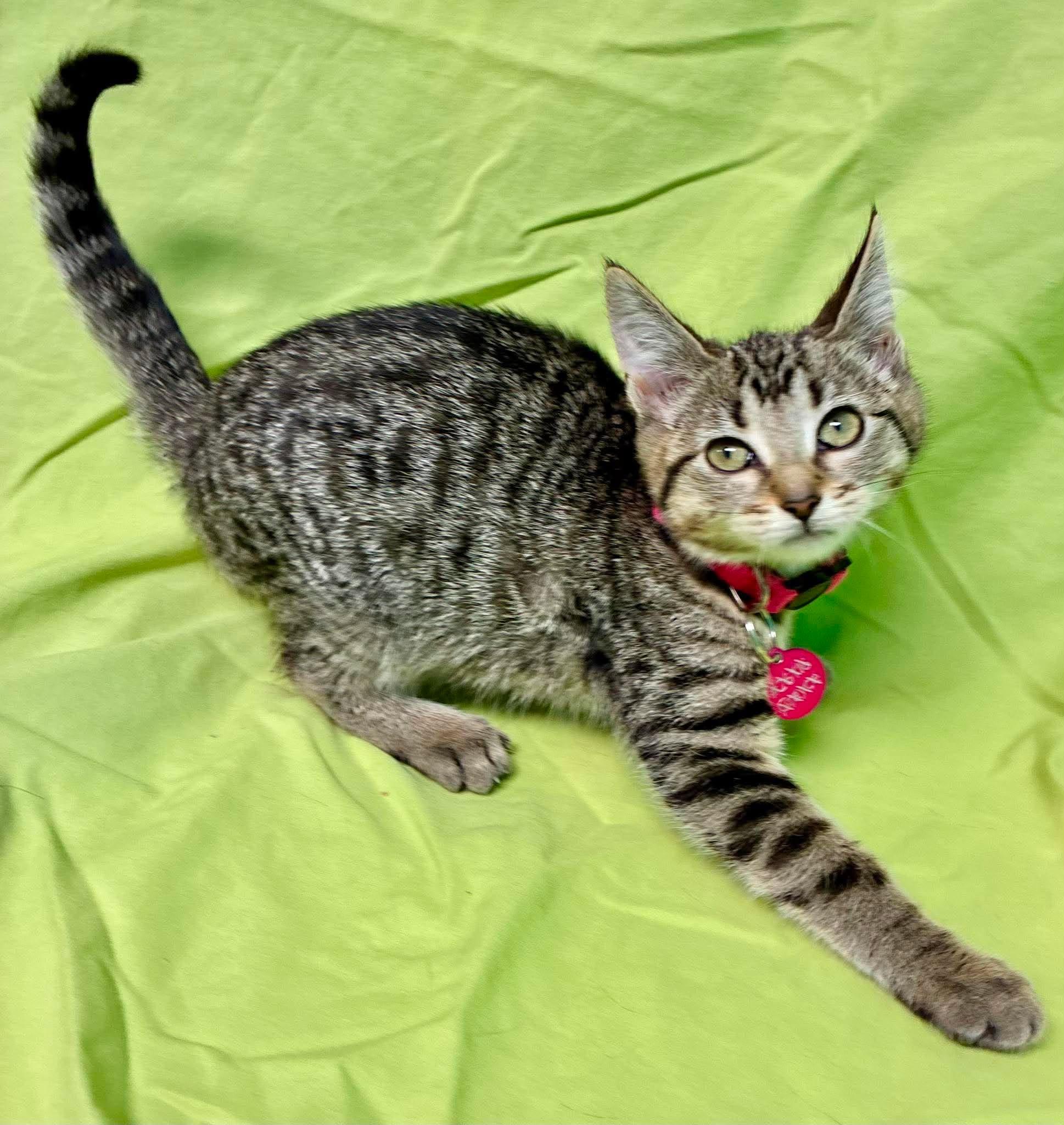 Carrot, Adoptable, Kitten Female Domestic Short Hair.