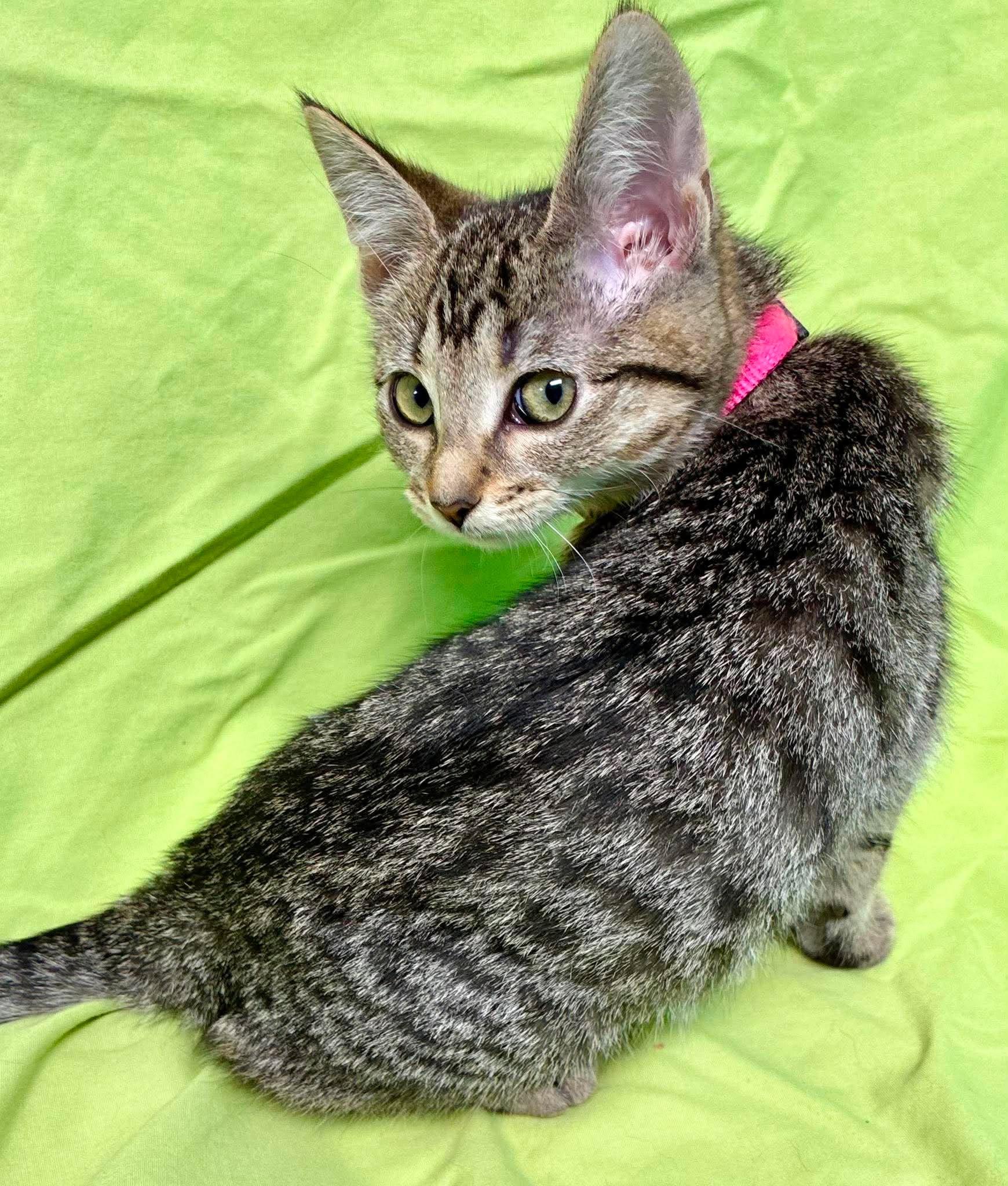 Enlarge Carrot, a Adoptable Domestic Short Hair in Alexandria, MN image 2/3