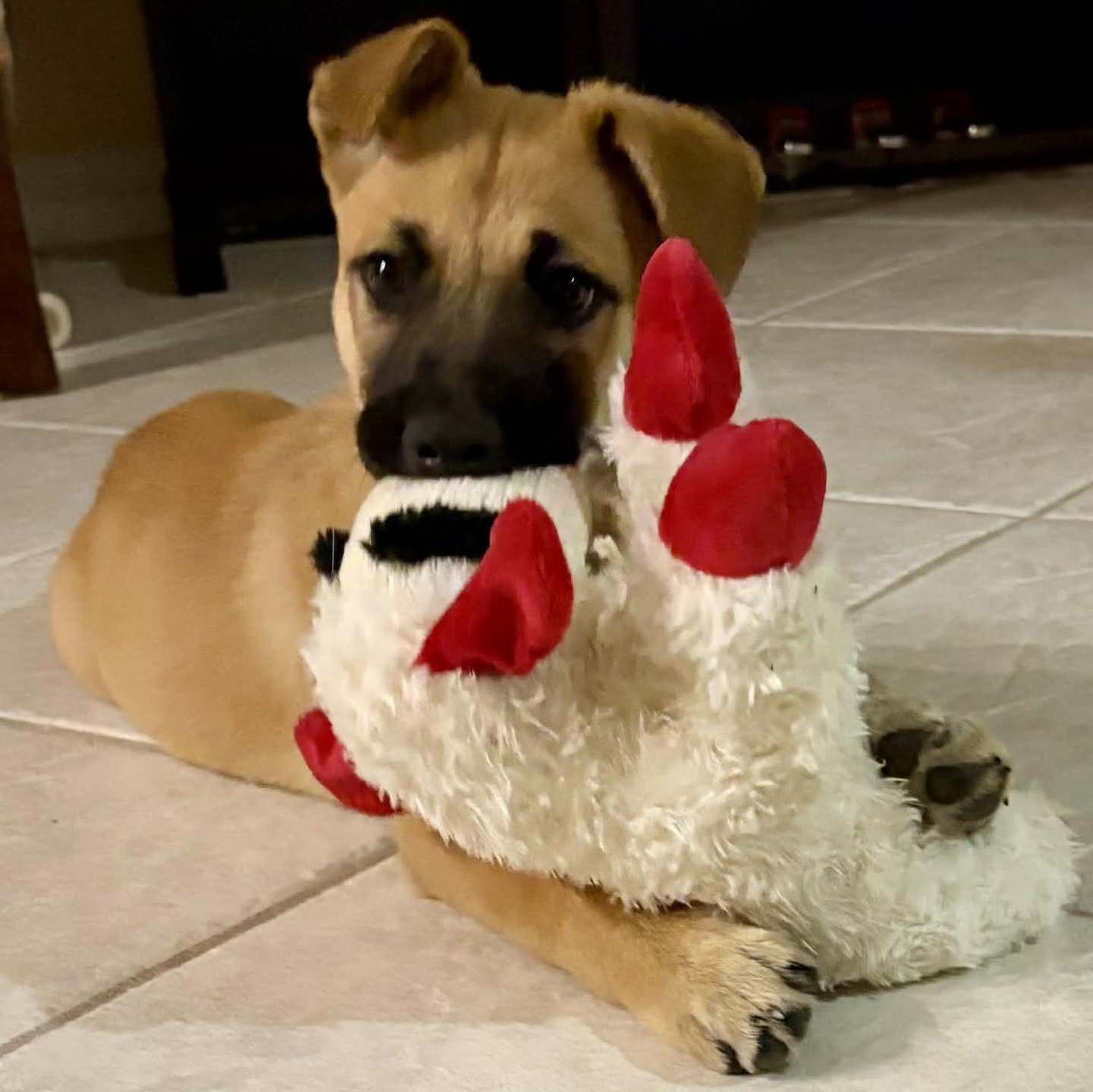 Enlarge Maeve , a Adoptable mixed breed in Guilford, CT image 2/6