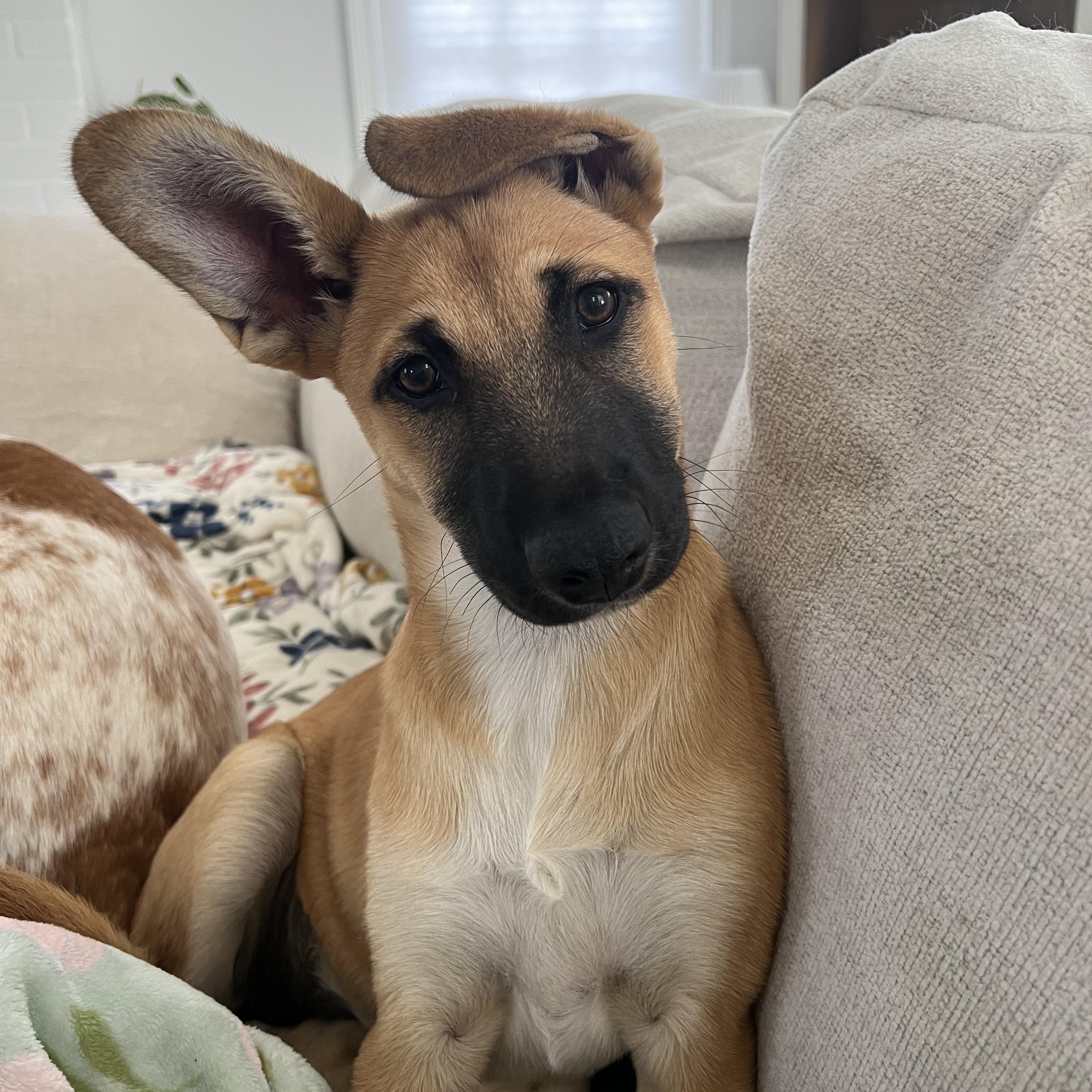 Maeve , Adoptable, Puppy Female German Shepherd Dog & Labrador Retriever.