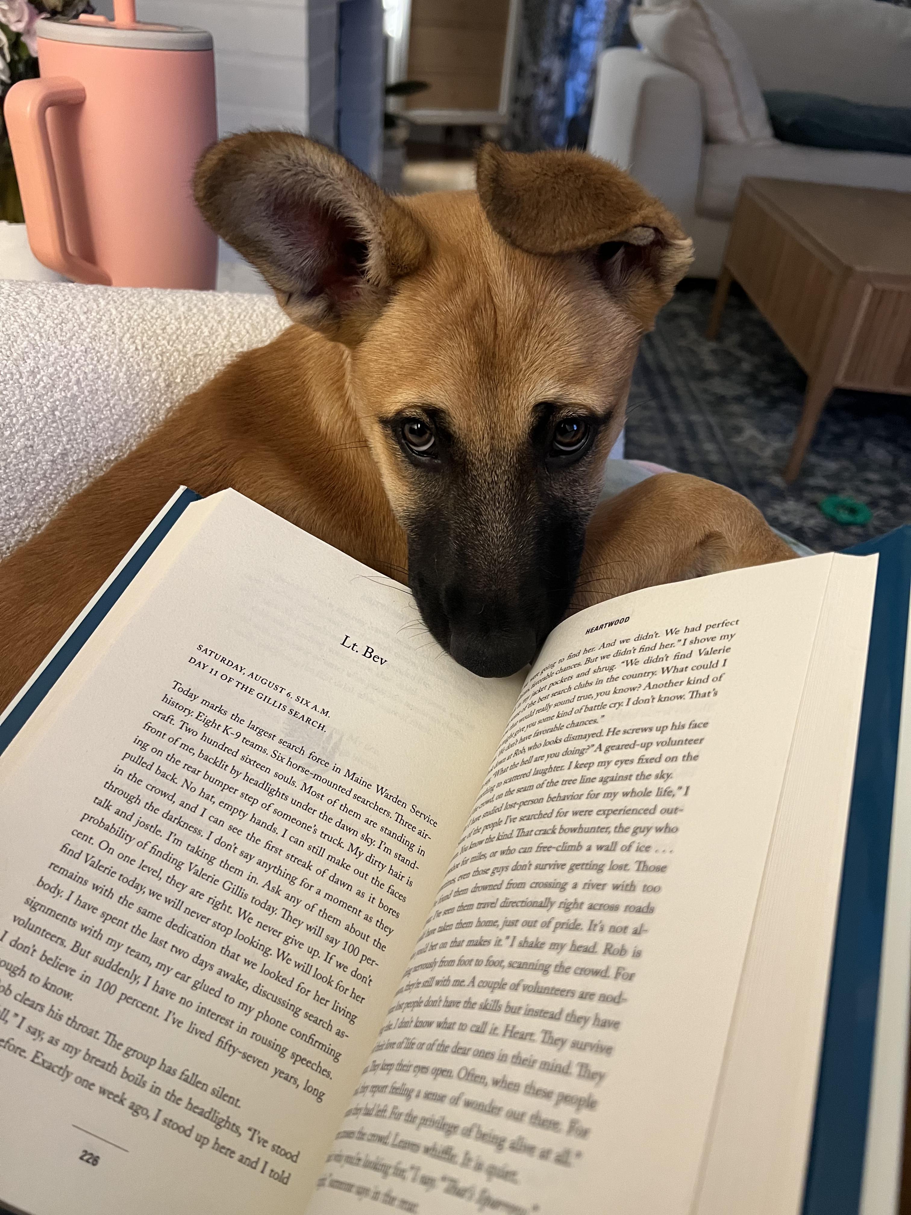 Enlarge Maeve , a Adoptable mixed breed in Guilford, CT image 5/6