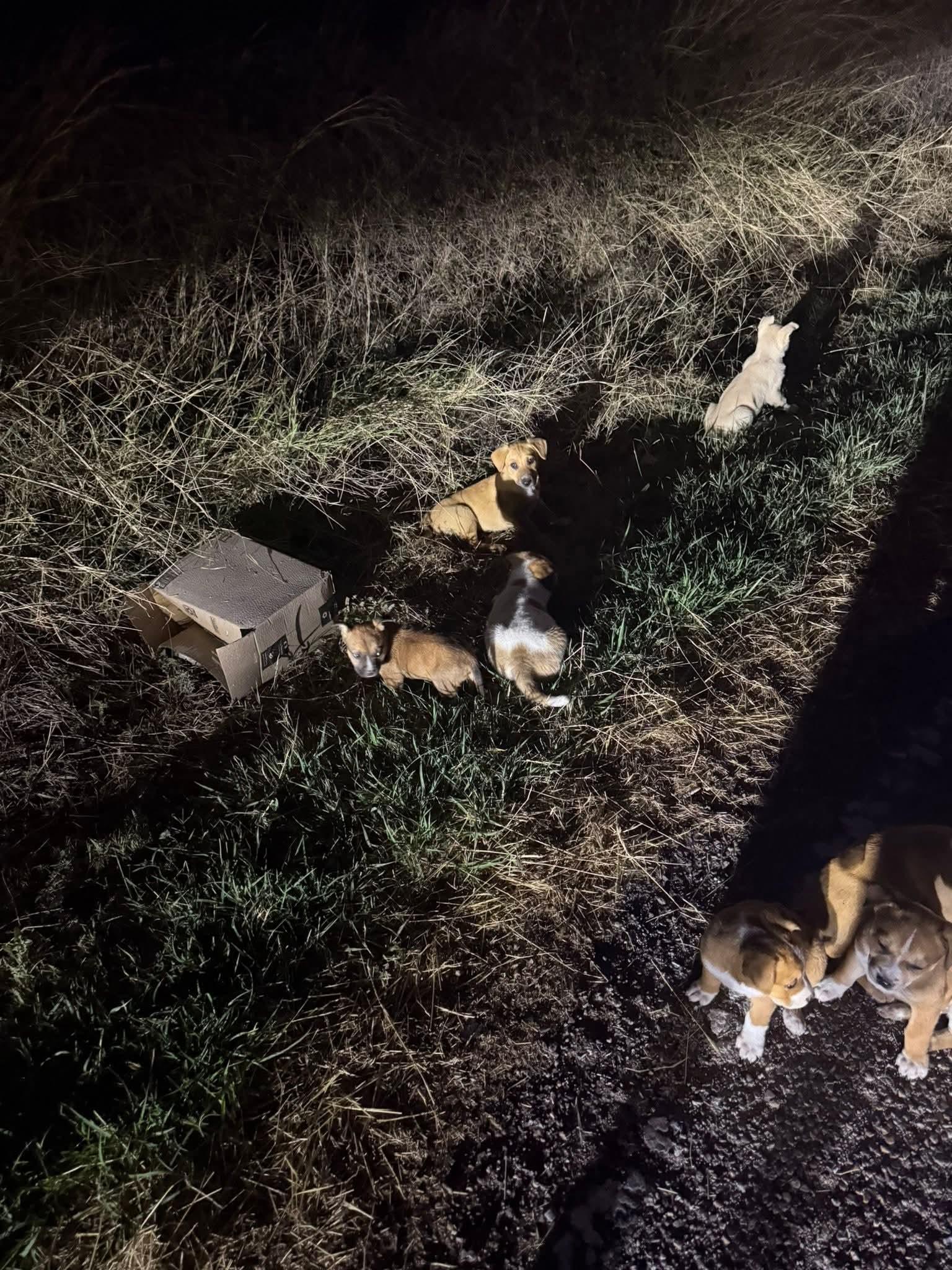 Enlarge Maeve , a Adoptable mixed breed in Guilford, CT image 4/6