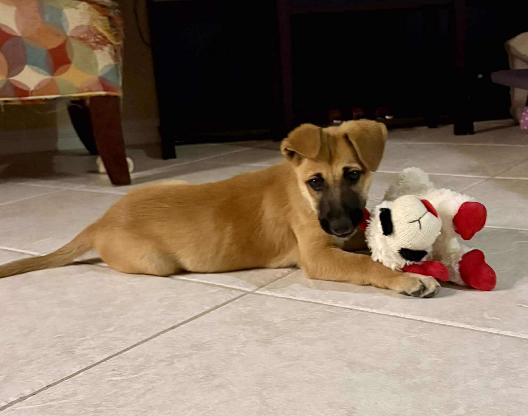 Enlarge Maeve , a Adoptable mixed breed in Guilford, CT image 3/6