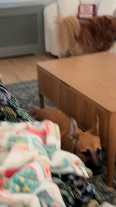 Enlarge Maeve , a Adoptable mixed breed in Guilford, CT video 6/6