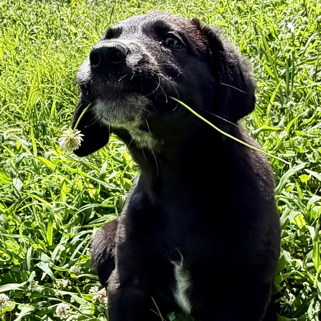 Trooper - Missouri MY26-121, Adoptable, Puppy Male Border Collie & Mixed Breed.