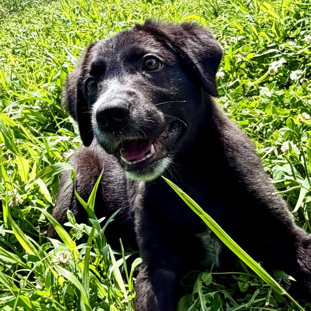 Trooper - Missouri MY26-121, a Adoptable mixed breed in Humansville, MO image 2/6