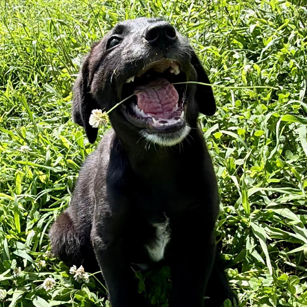 Trooper - Missouri MY26-121, a Adoptable mixed breed in Humansville, MO image 3/6
