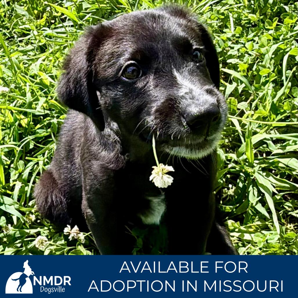 Trooper - Missouri MY26-121, a Adoptable mixed breed in Humansville, MO image 4/6