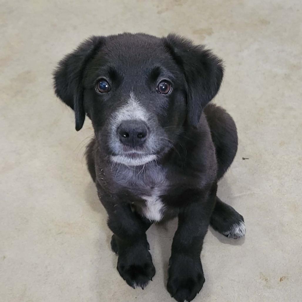 Trooper - Missouri MY26-121, a Adoptable mixed breed in Humansville, MO image 5/6