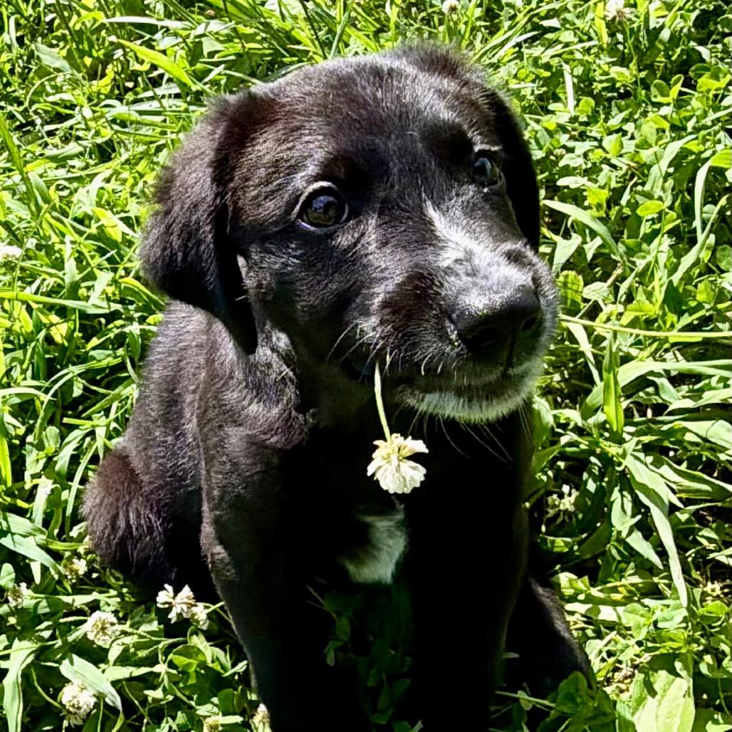 Trooper - Missouri MY26-121, a Adoptable mixed breed in Humansville, MO image 6/6