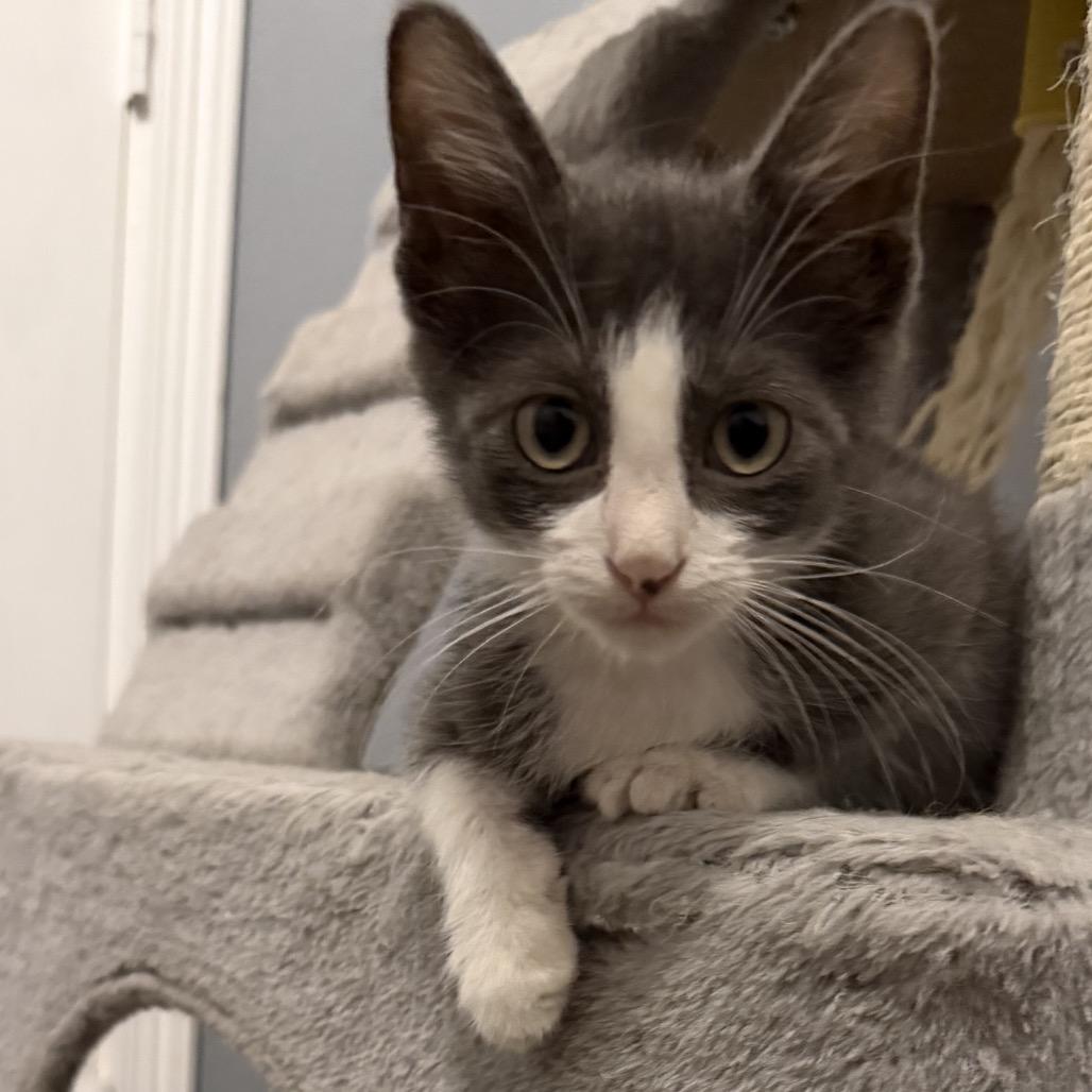 Astro, Adoptable, Kitten Male Domestic Short Hair.