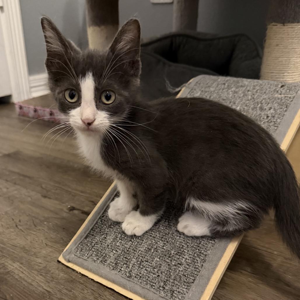 Enlarge Astro, a Adoptable Domestic Short Hair in Baytown, TX image 2/5