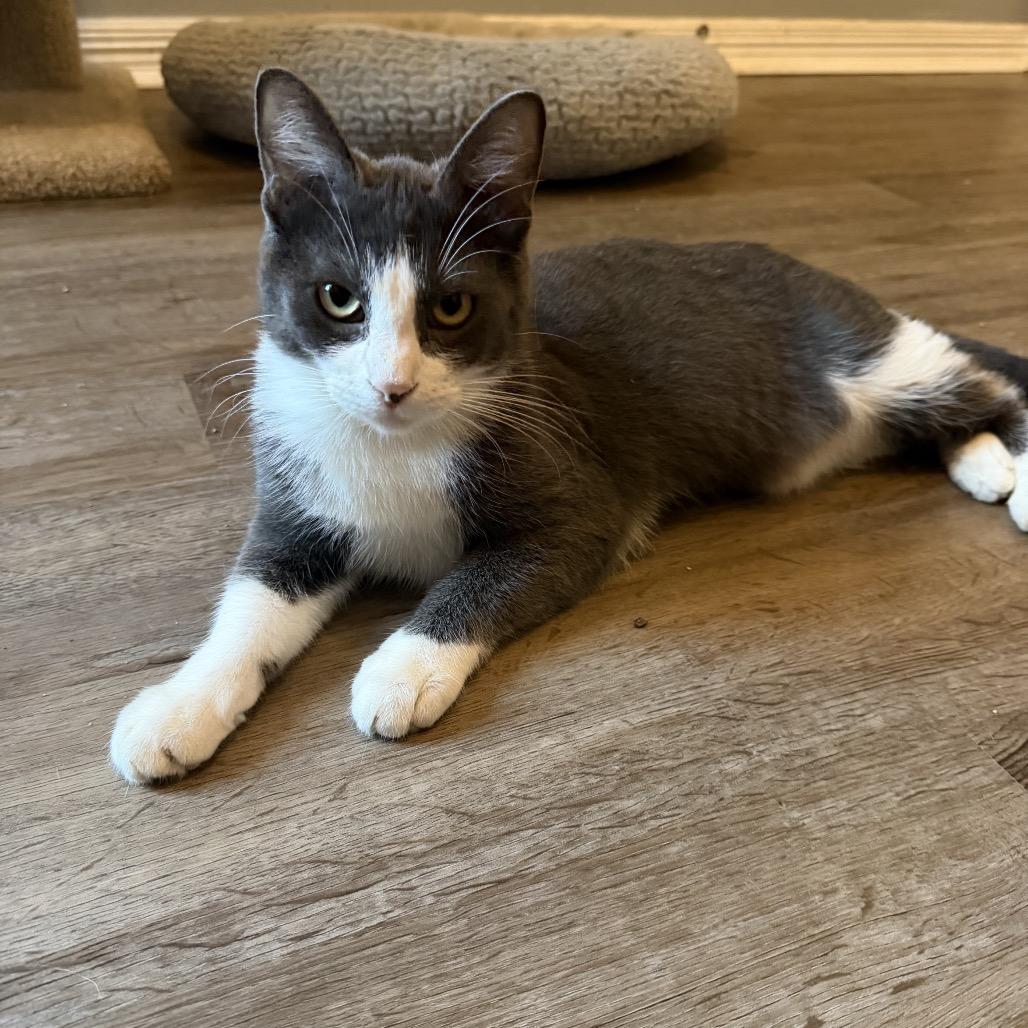 Astro, a Adoptable Domestic Short Hair in Baytown, TX image 3/6