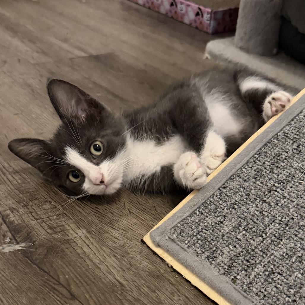 Astro — thumbnail 3