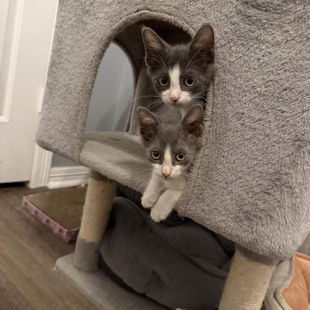 Astro — thumbnail 4