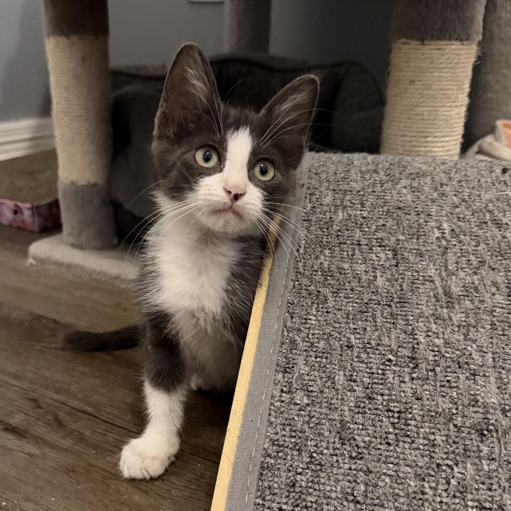 Enlarge Astro, a Adoptable Domestic Short Hair in Baytown, TX image 5/5