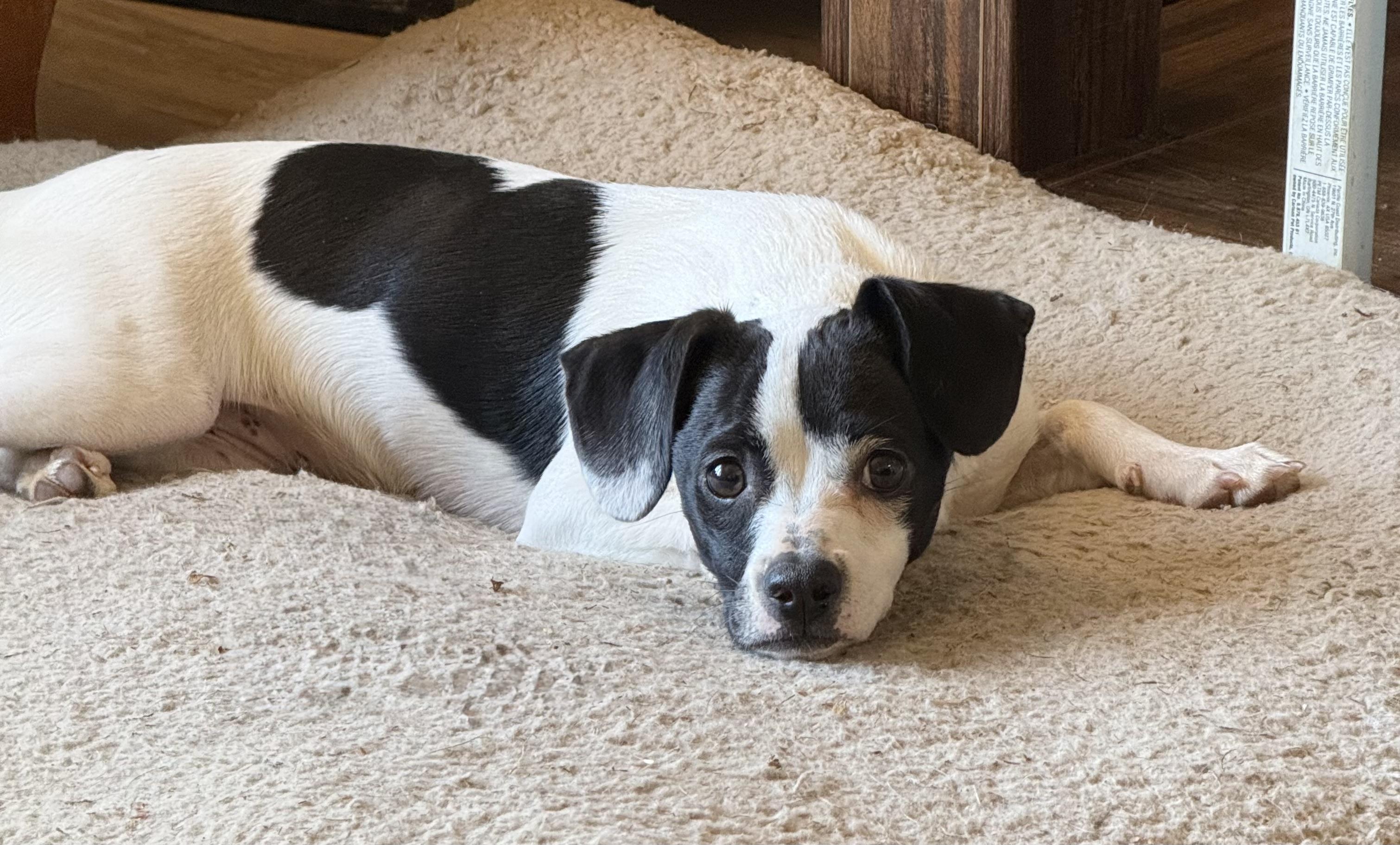 Poppy, an adopted mixed breed in Yadkinville, NC image 5/6