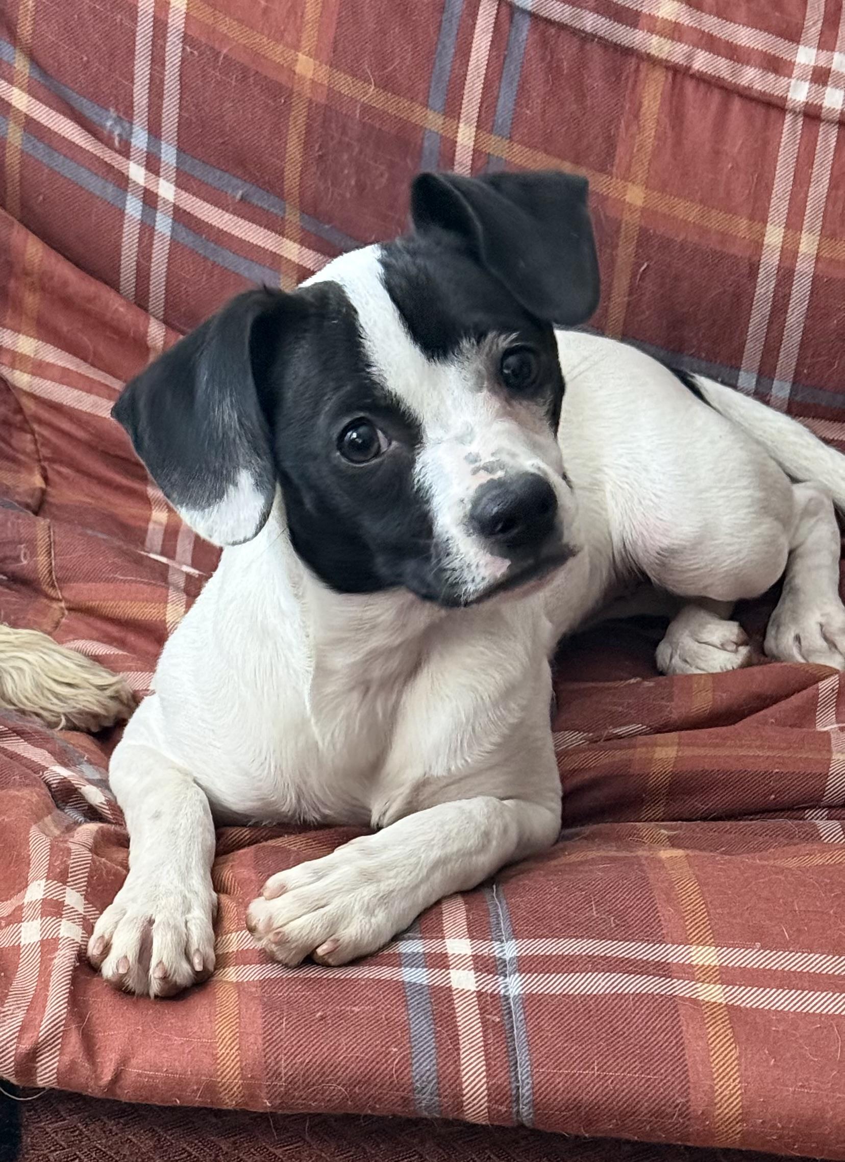 Poppy, an adopted mixed breed in Yadkinville, NC image 2/6