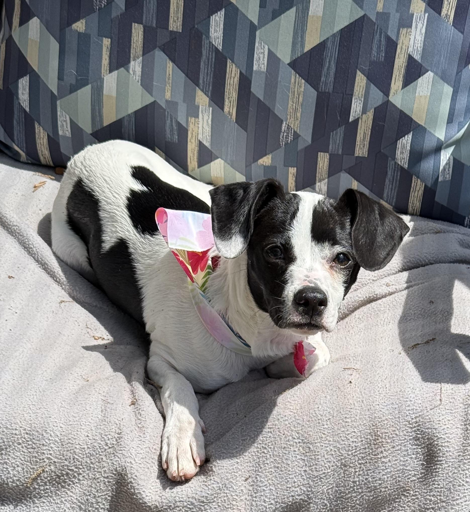 Poppy, an adopted mixed breed in Yadkinville, NC image 3/6