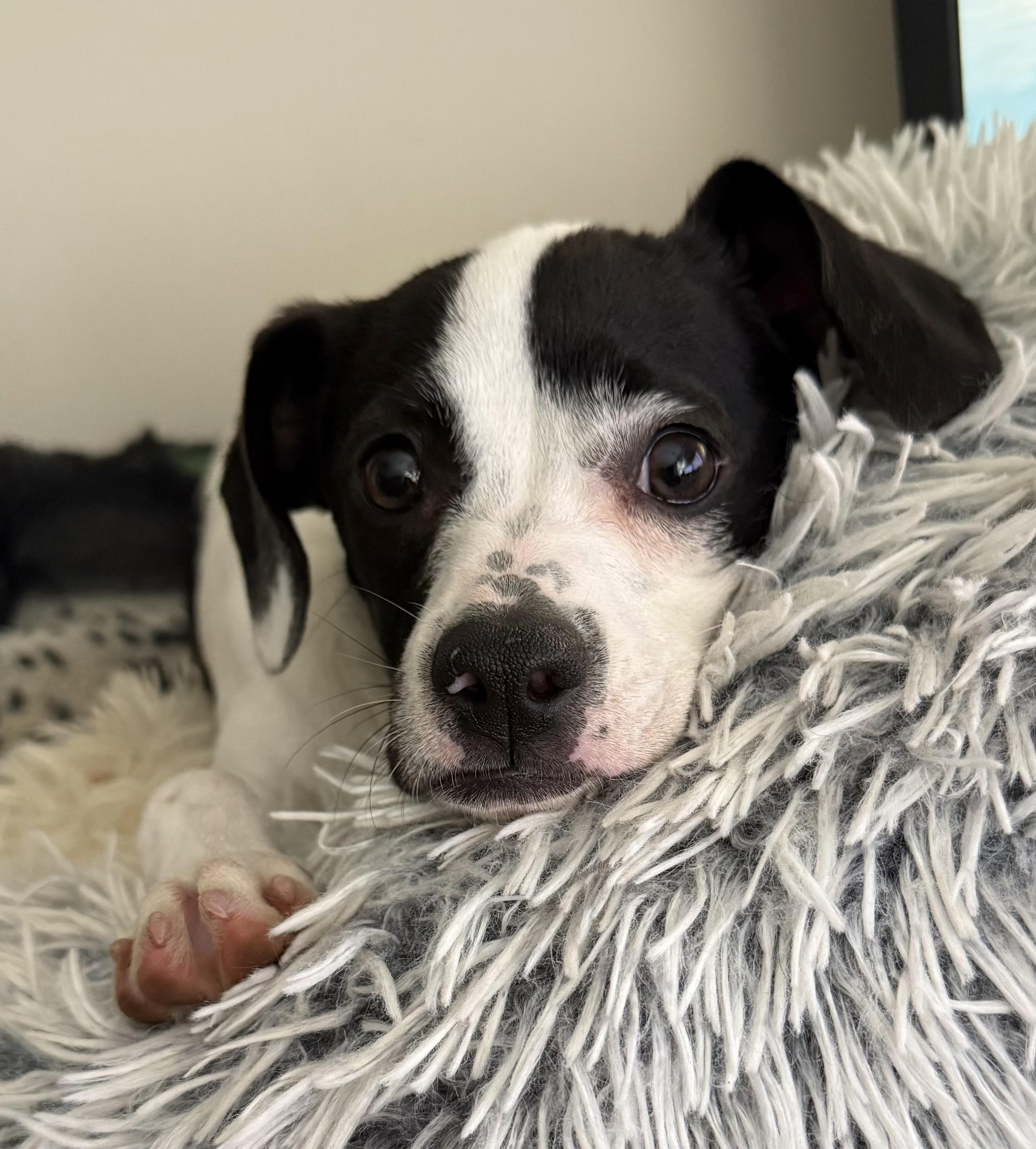 Poppy, an adopted mixed breed in Yadkinville, NC image 4/6