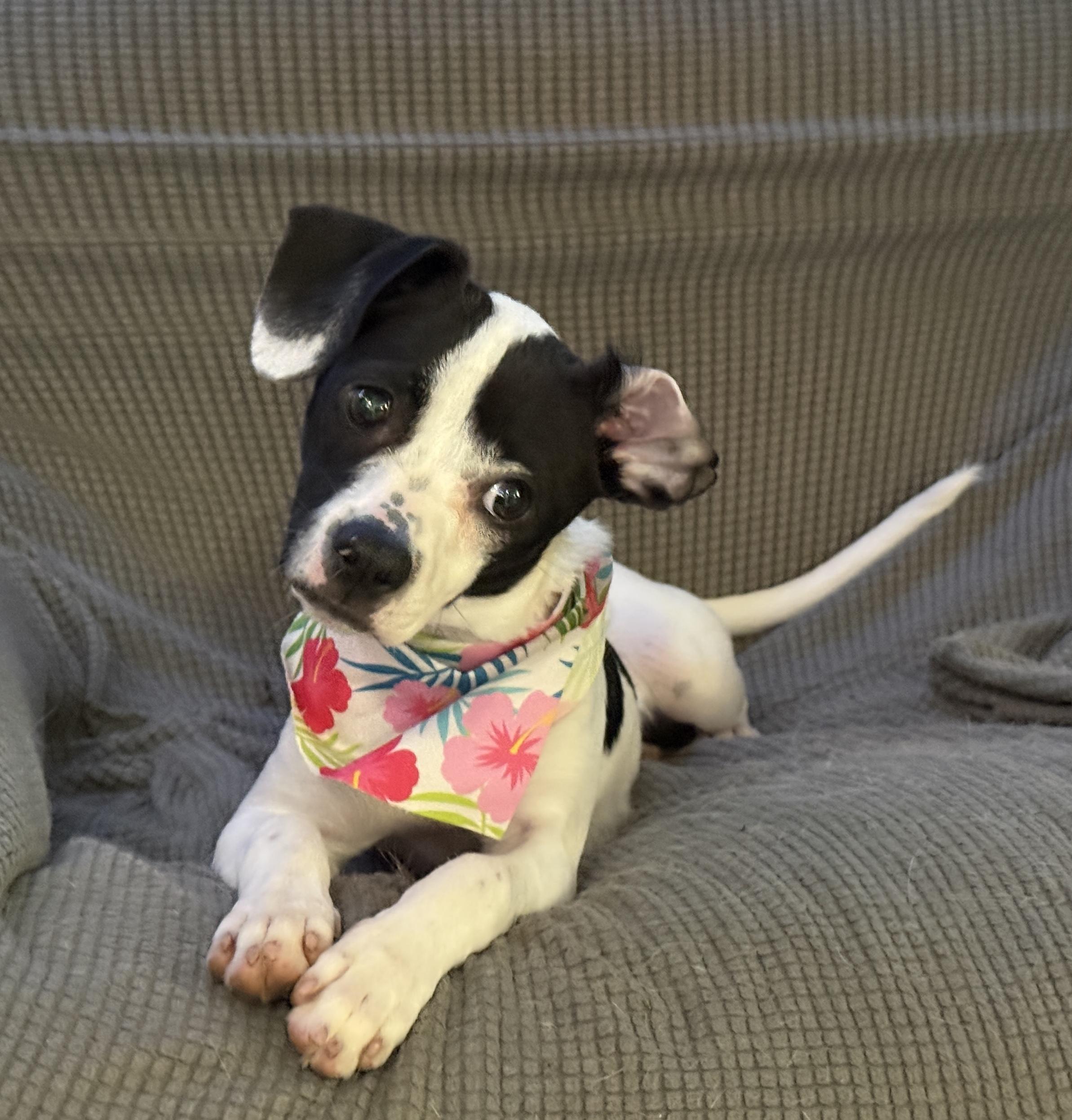 Poppy, an adopted mixed breed in Yadkinville, NC image 1/6