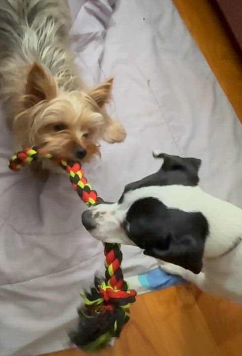 Enlarge Poppy, an adopted mixed breed in Yadkinville, NC video 6/6
