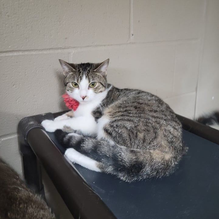 Colbie, a Adoptable Domestic Short Hair in Wilmington, OH image 1/4