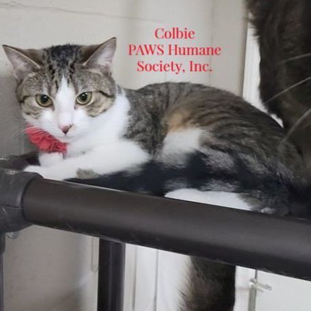 Colbie, a Adoptable Domestic Short Hair in Wilmington, OH image 2/4